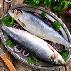 Herring fish
