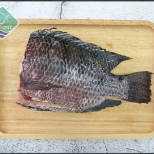 Tilapia