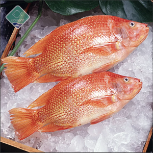 Red Tilapia