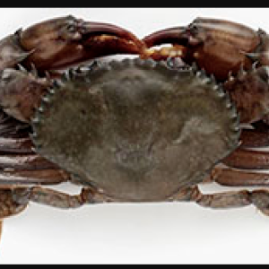 Imported Soft Shell Crab