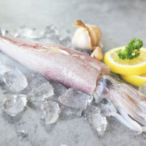 Frozen Squid